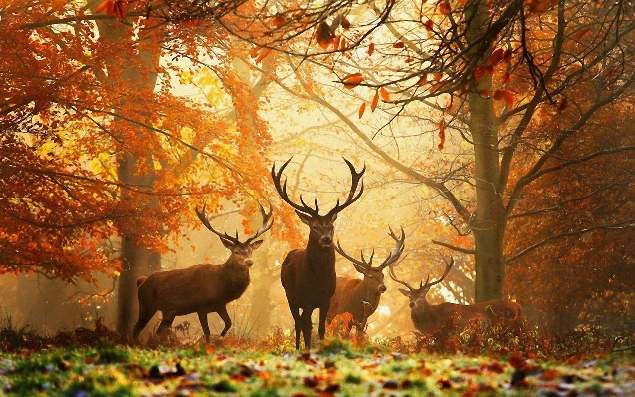 1280x800 Animals. Tier wallpaper, Herbstbilder, Herbst hintergrundbild