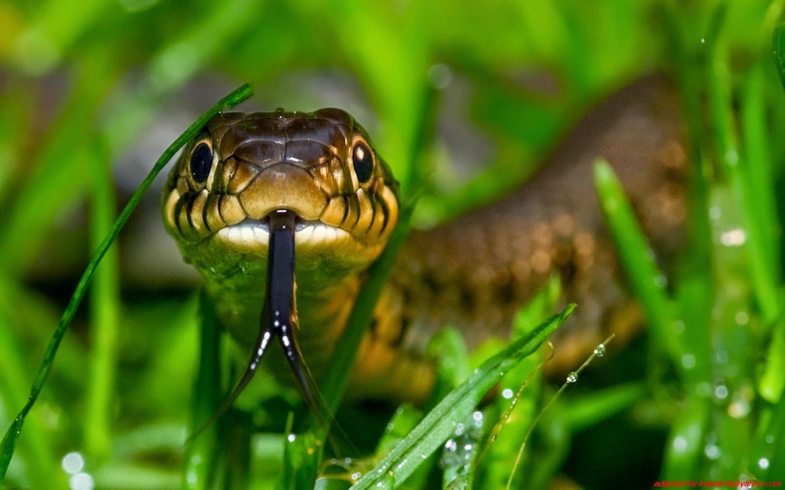 1600x1000 Animal Nature HD Wallpaper Animals Image HD