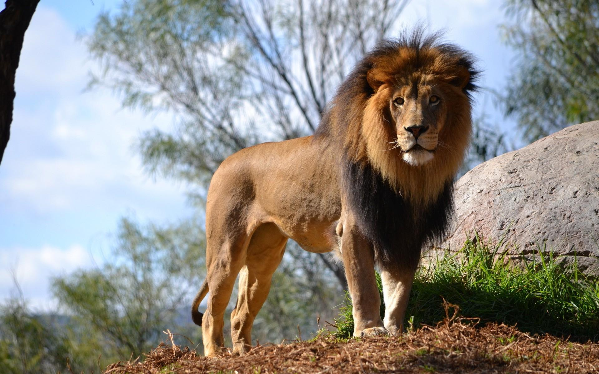 1920x1200 1920x1200 lion animals nature wallpaper