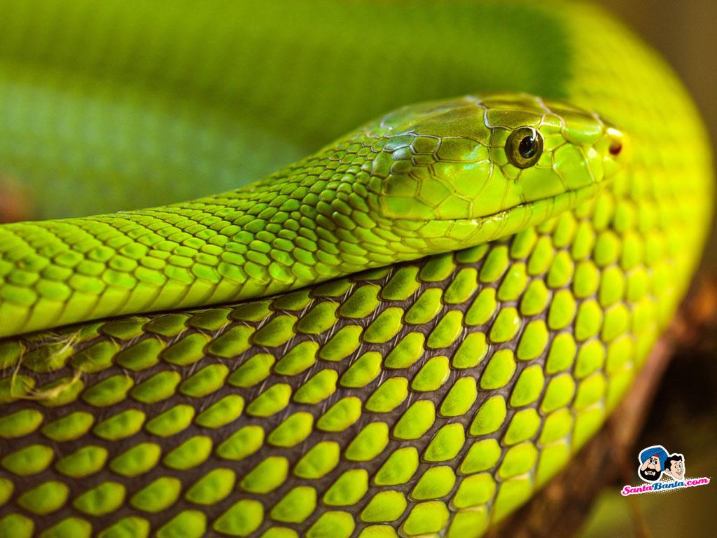 1024x768 Animals HD Wallpaper Full Size