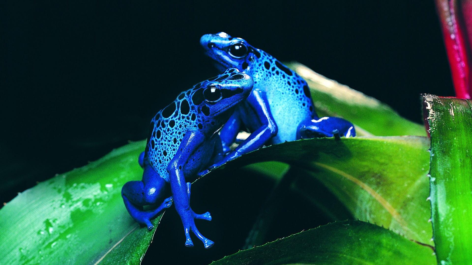 1920x1080 Free download Wallpaper Full HD Wallpaper 1080p 5802 animals HD wallpaper frogs [1920x1080] for your Desktop, Mobile & Tablet. Explore Animal Nature HD Wallpaper. Beautiful Nature Wallpaper, Nature Wallpaper