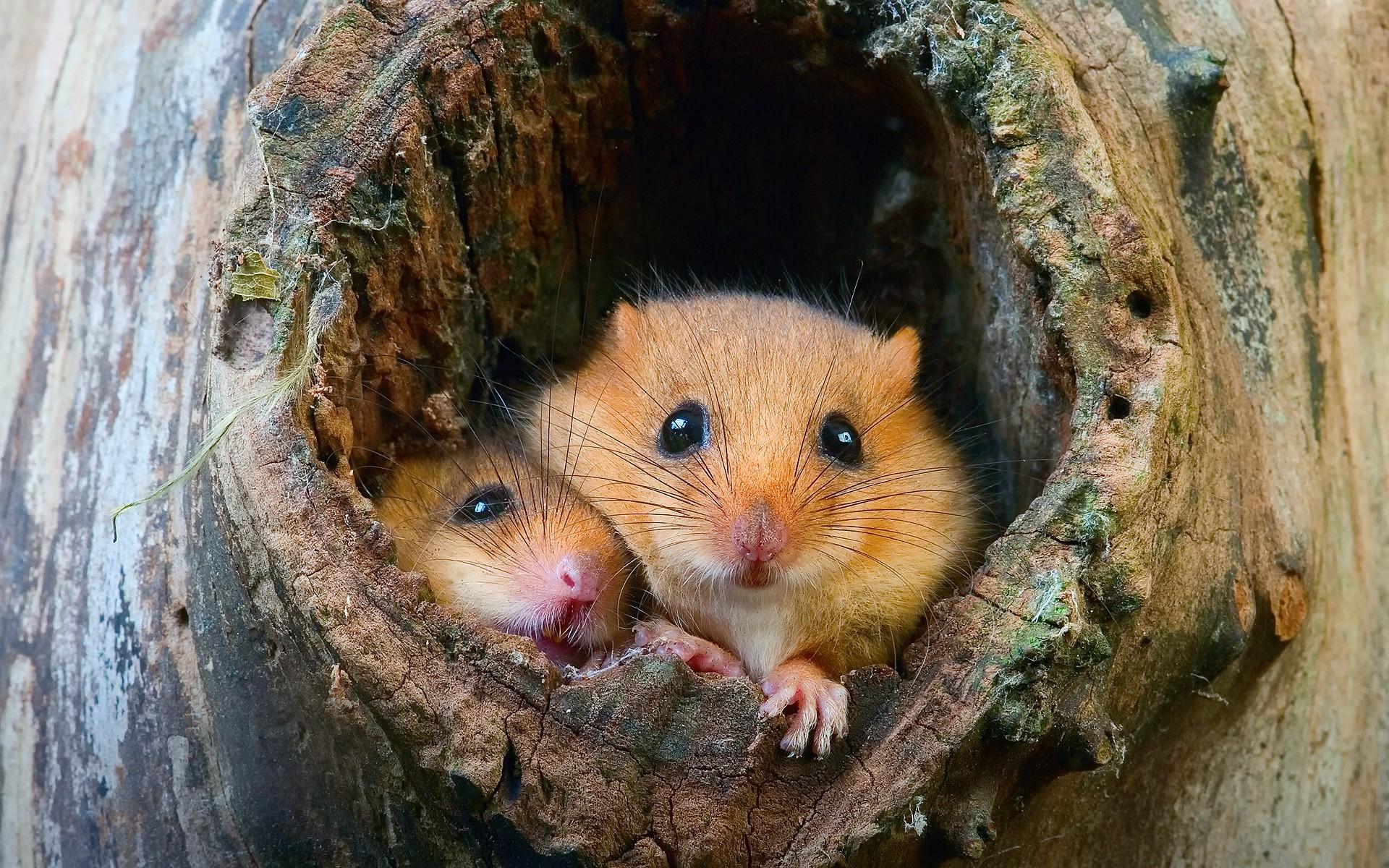 1920x1200 animals nature HD wallpaper, background