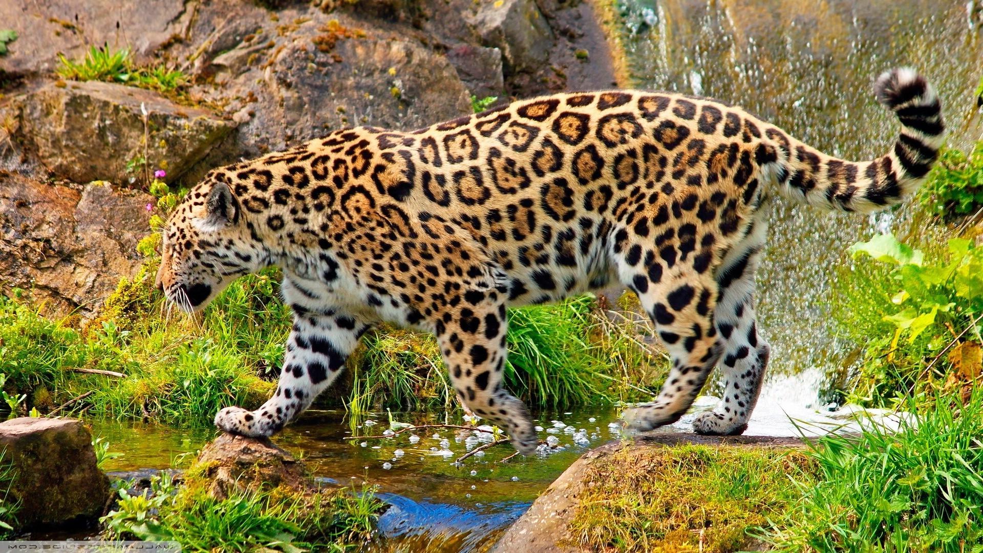 1920x1080 jaguars animals nature HD wallpaper, Background