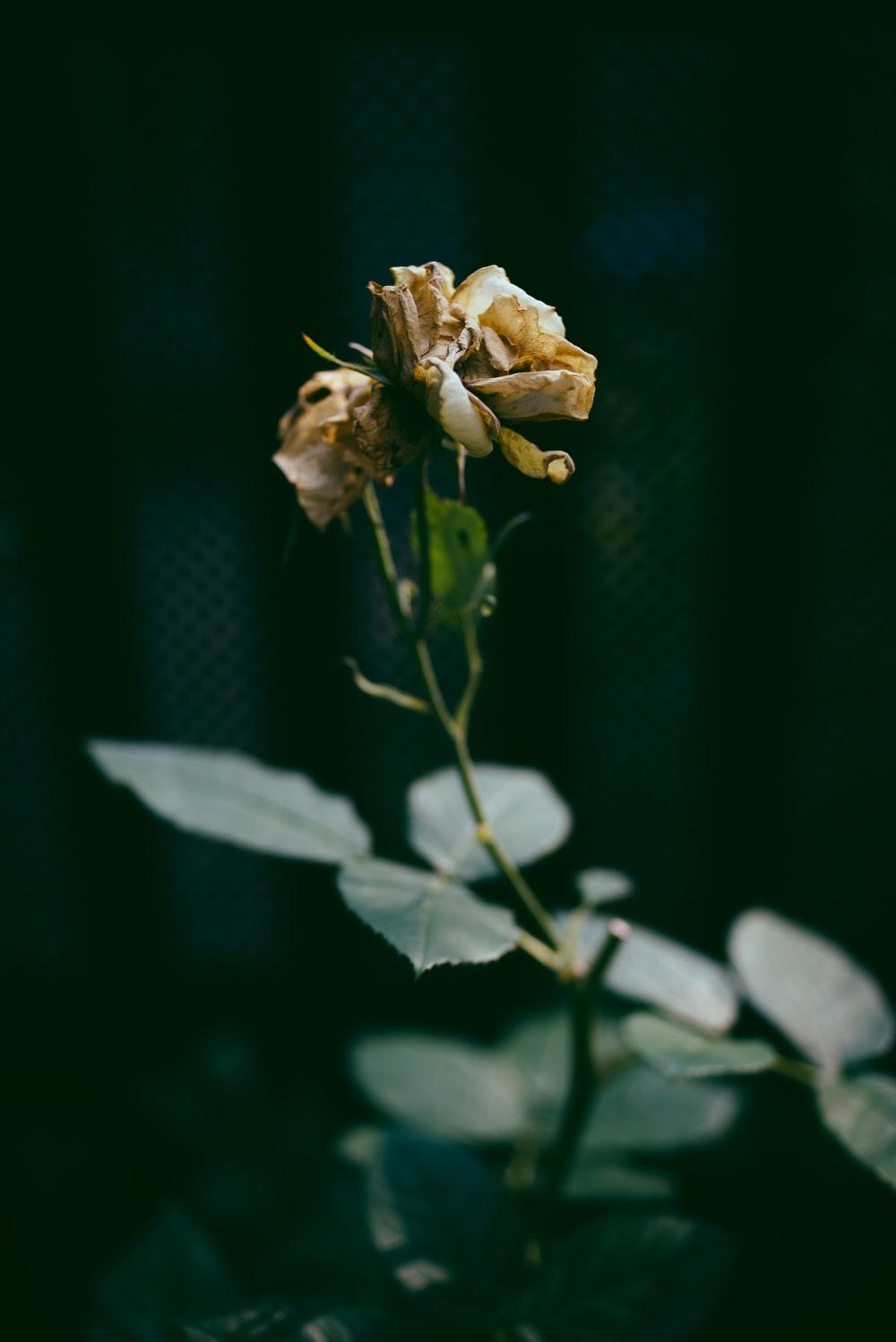 Withered Rose Wallpapers - Top Free Withered Rose Backgrounds
