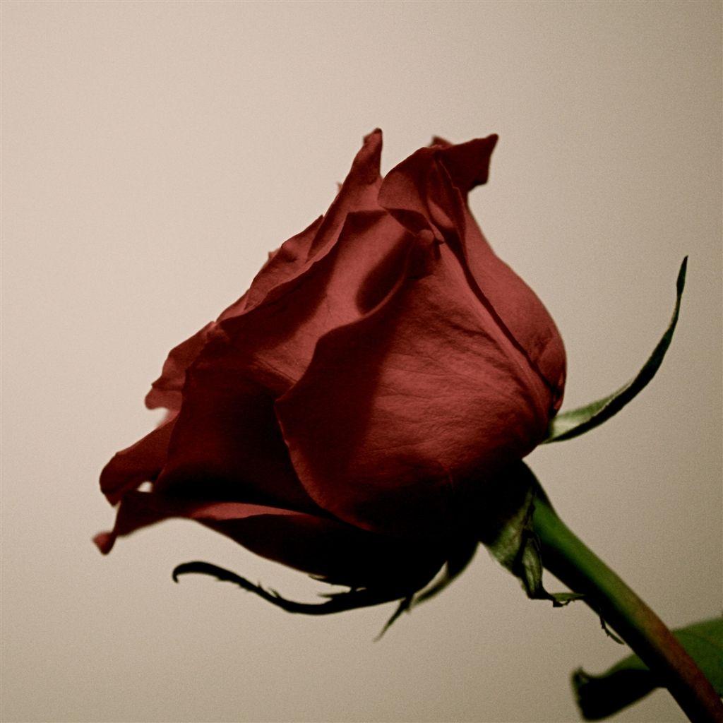 Withered Rose Wallpapers - Top Free Withered Rose Backgrounds ...