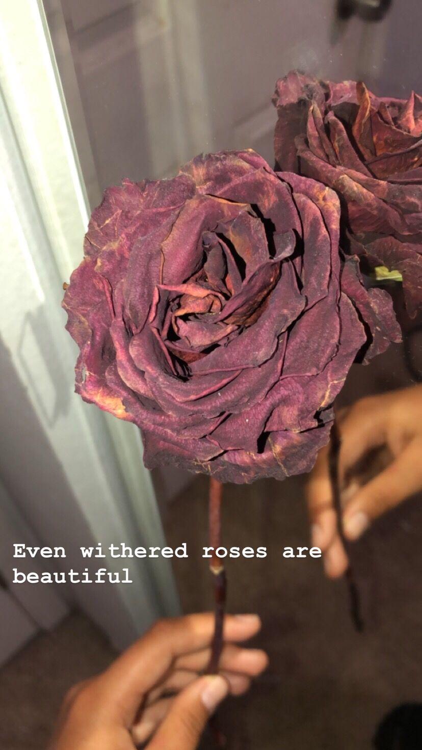Withered Rose Wallpapers - Top Free Withered Rose Backgrounds