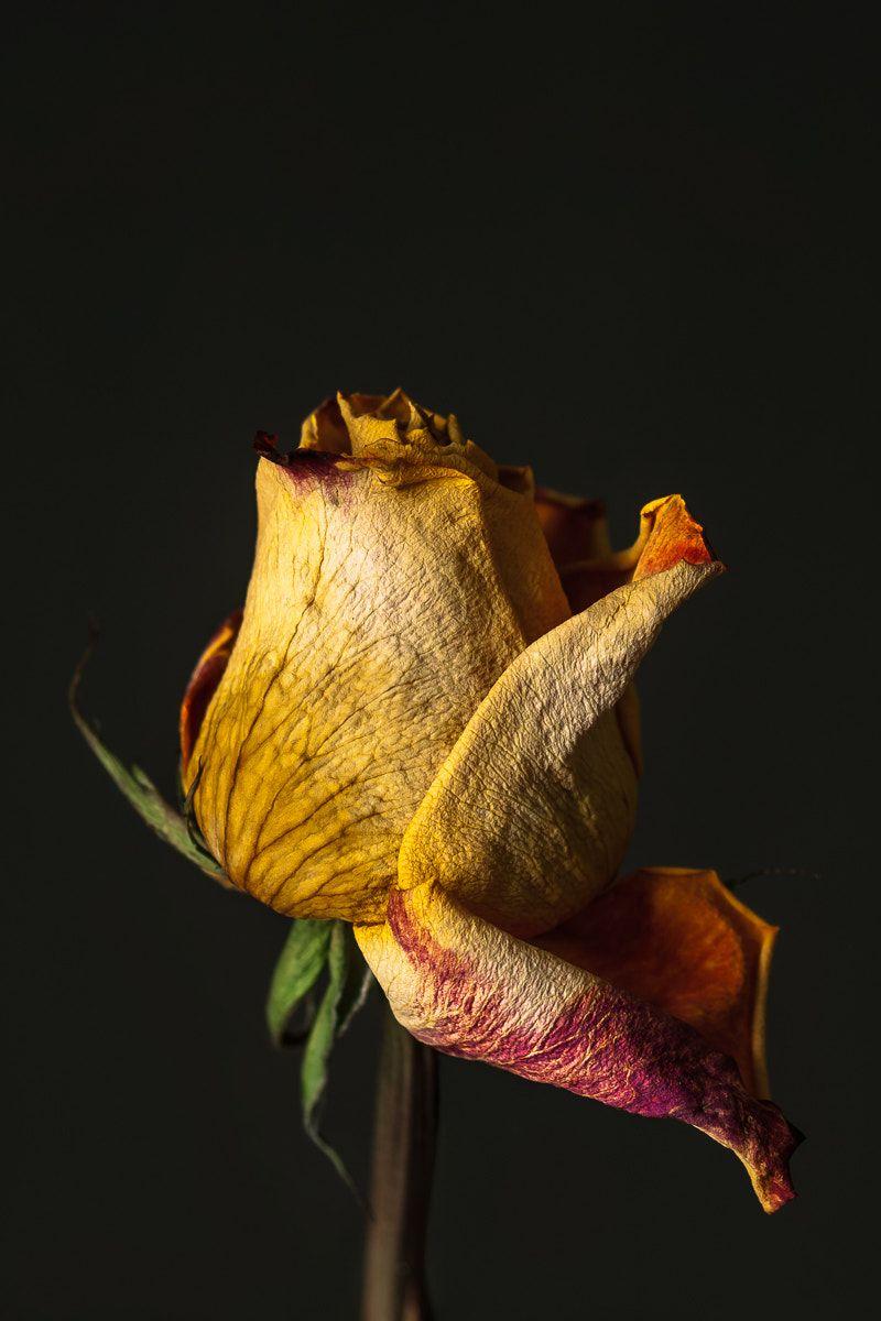 Withered Rose Wallpapers - Top Free Withered Rose Backgrounds ...