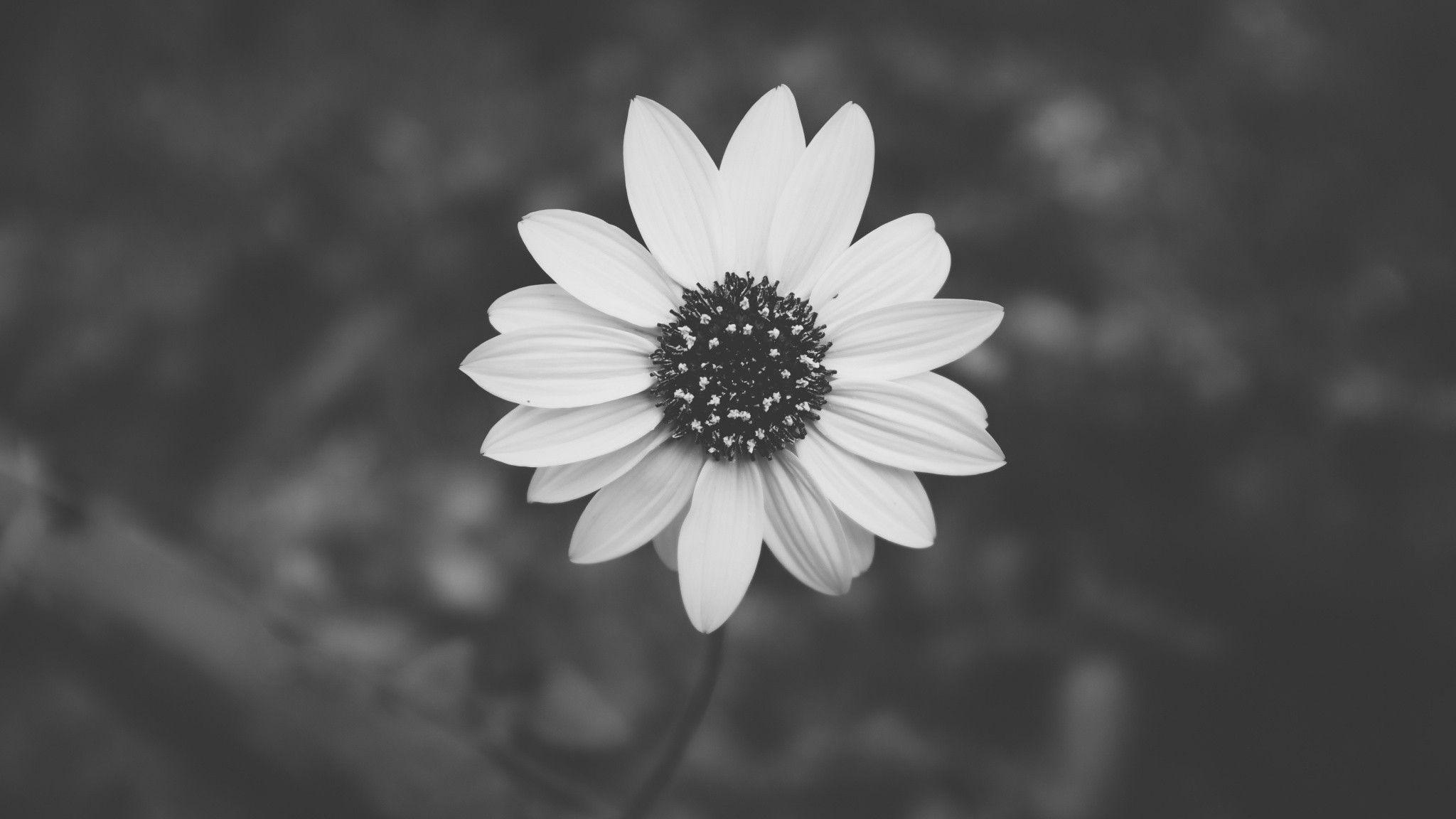 Black And White Aesthetic Flower Wallpapers Top Free Black And