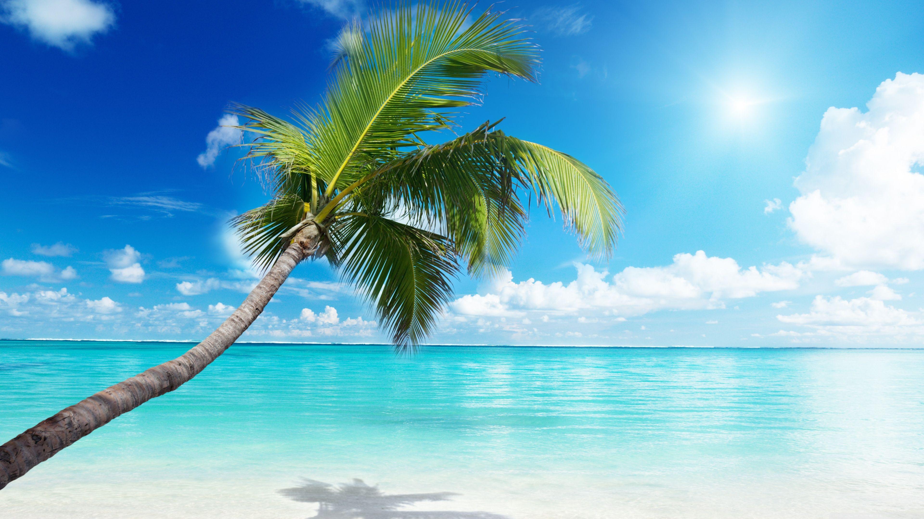 3840x2160 Palm Tree Beach Wallpaper Palm Tree Beach ❤ 4K HD Desktop Wallpaper