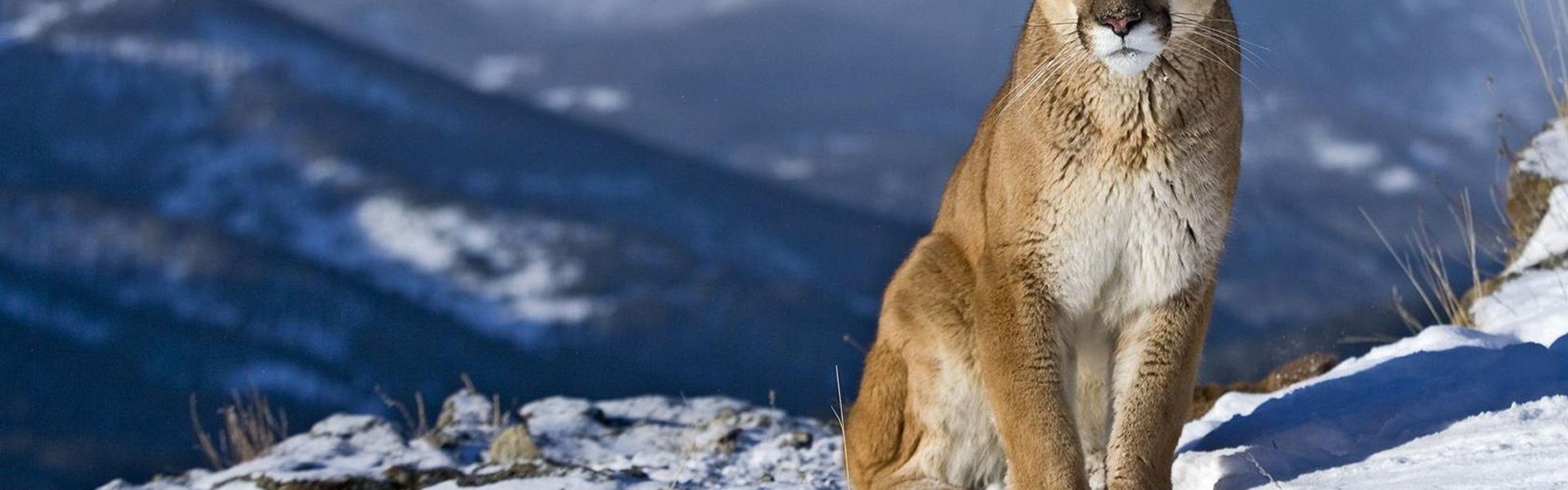 3840x1200 Cougar Wallpaper