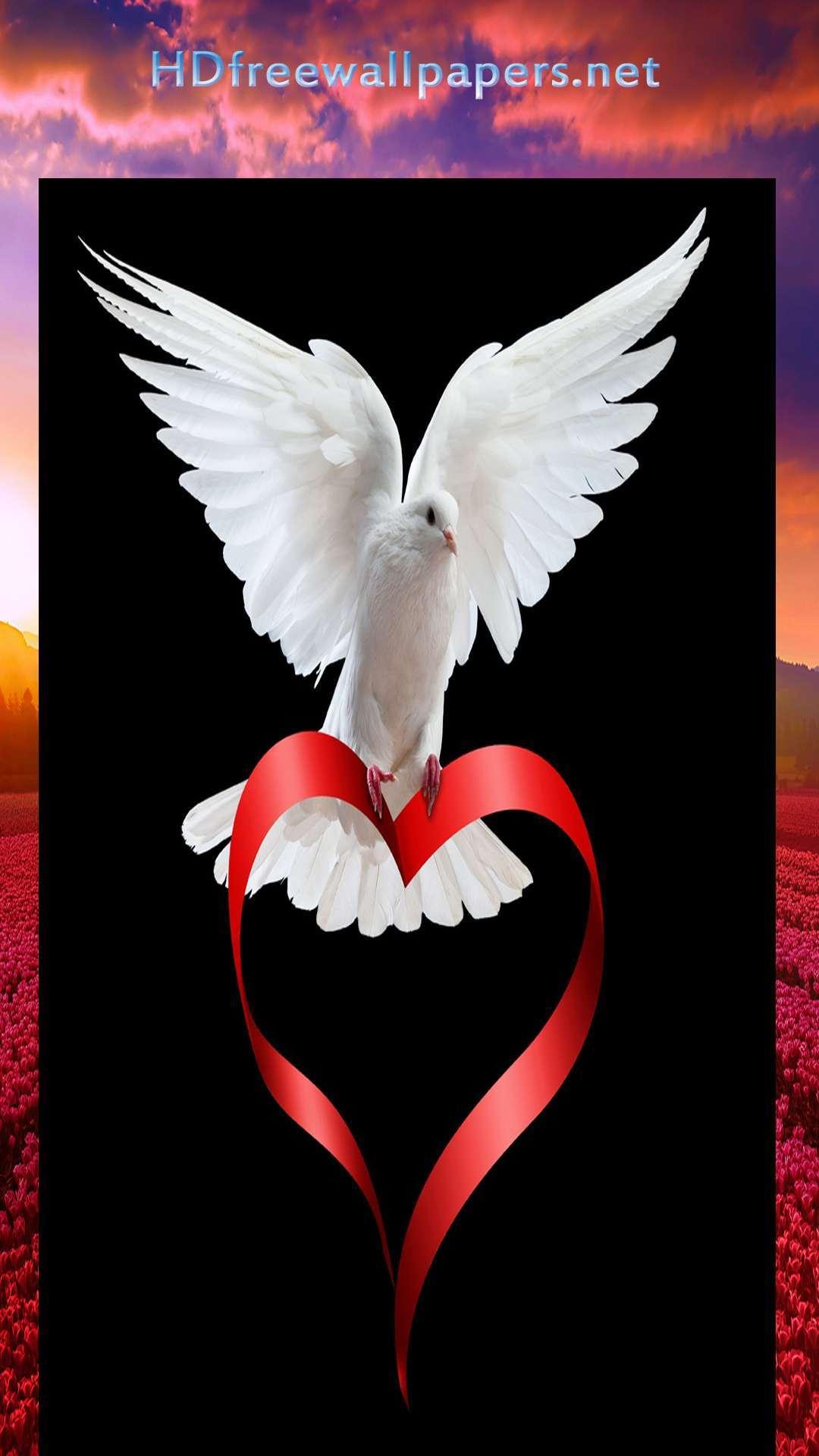 1080x1920 pigeon love wallpaper for mobile