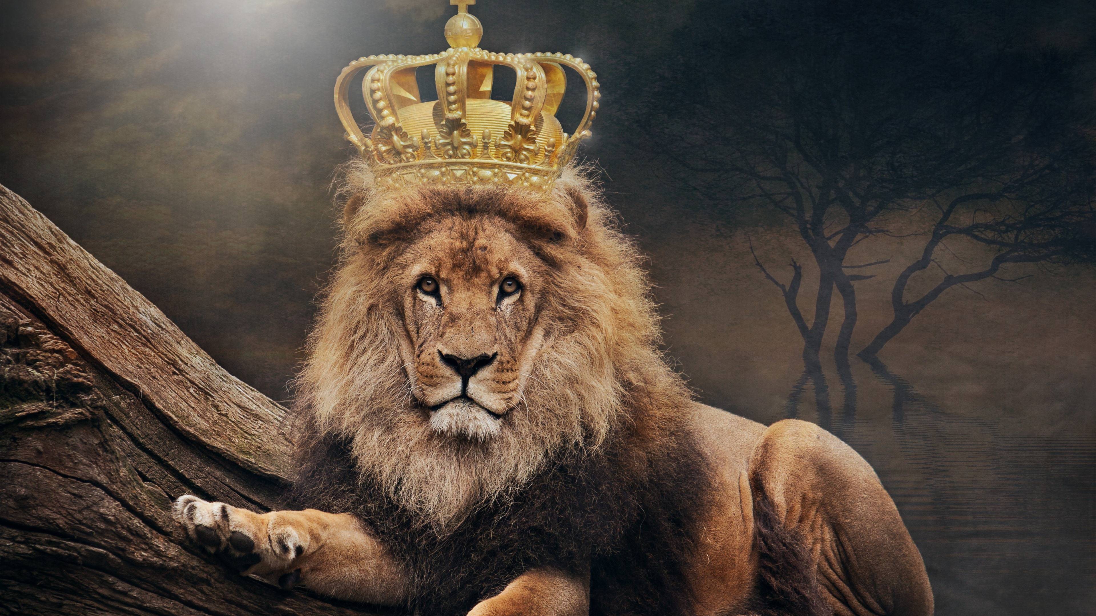 3840x2160 Lion Wallpaper