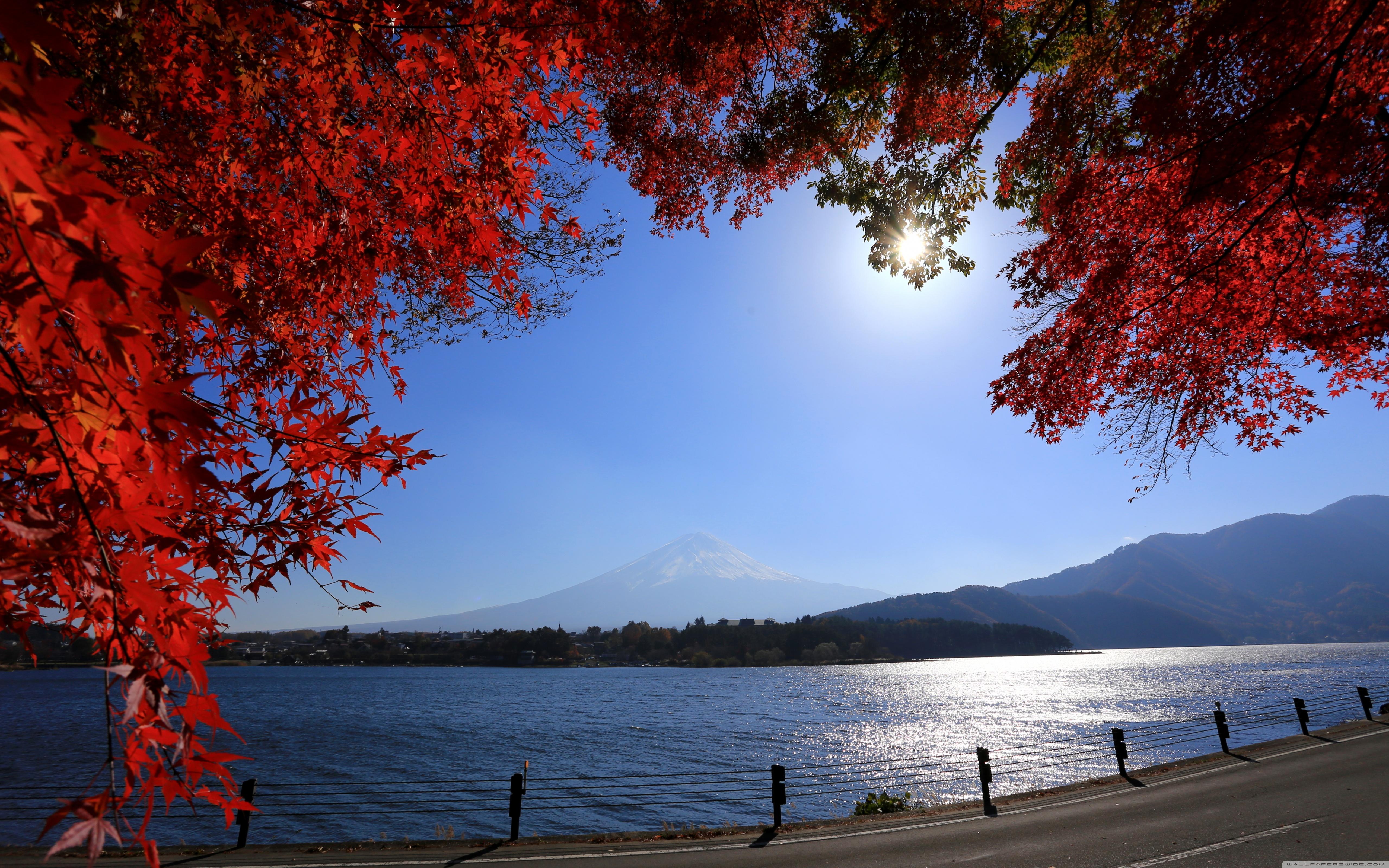 5120x3200 Momiji Tree and Mount Fuji Ultra HD Desktop Background Wallpaper for 4K UHD TV : Widescreen & UltraWide Desktop & Laptop : Tablet