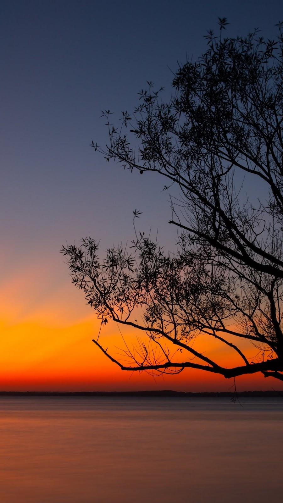 900x1600 Tree sunset, mobile wallpaper Mobile Walls