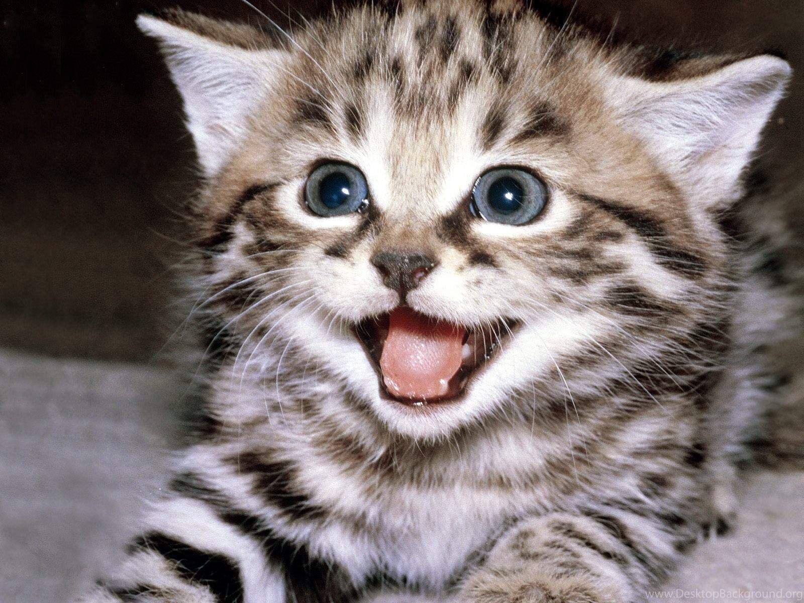 1600x1200 Smiling Cat Wallpaper Desktop Background