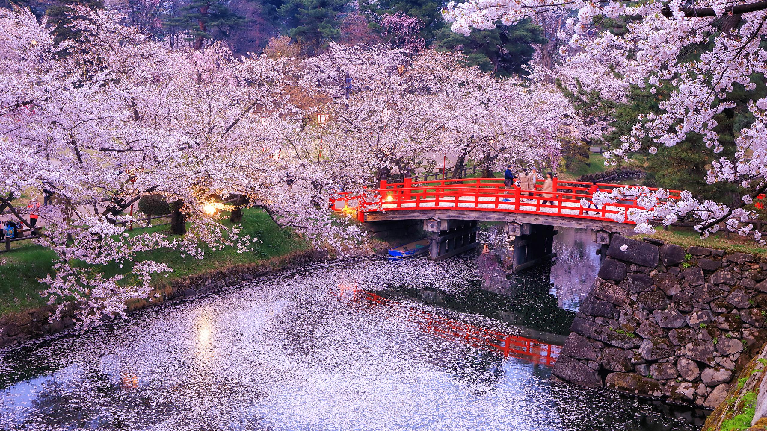 2560x1440 Photos Tokyo Japan bridge Nature Parks river Evening 2560x1440