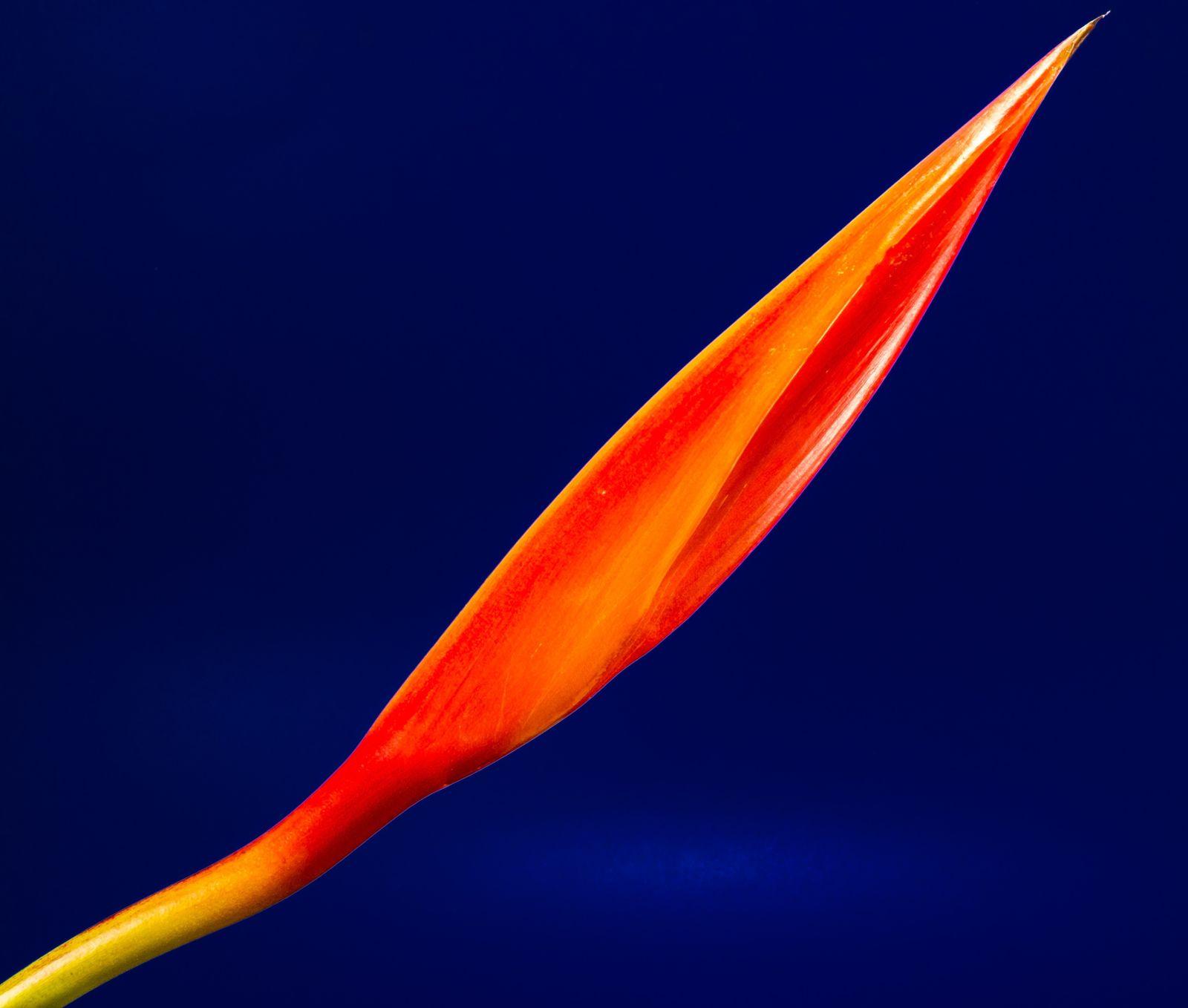 1600x1358 Close Up Flora Bloom Flower Red Yellow Wallpaper.com. Best High Quality Wallpaper