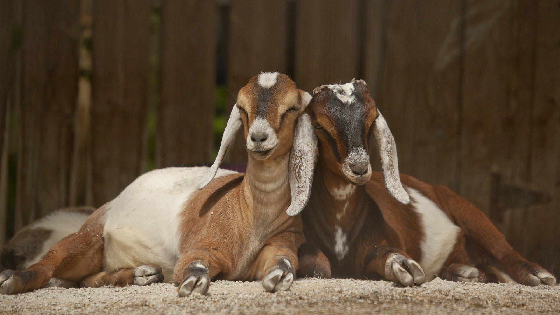 1920x1080 Goat HD Wallpaper