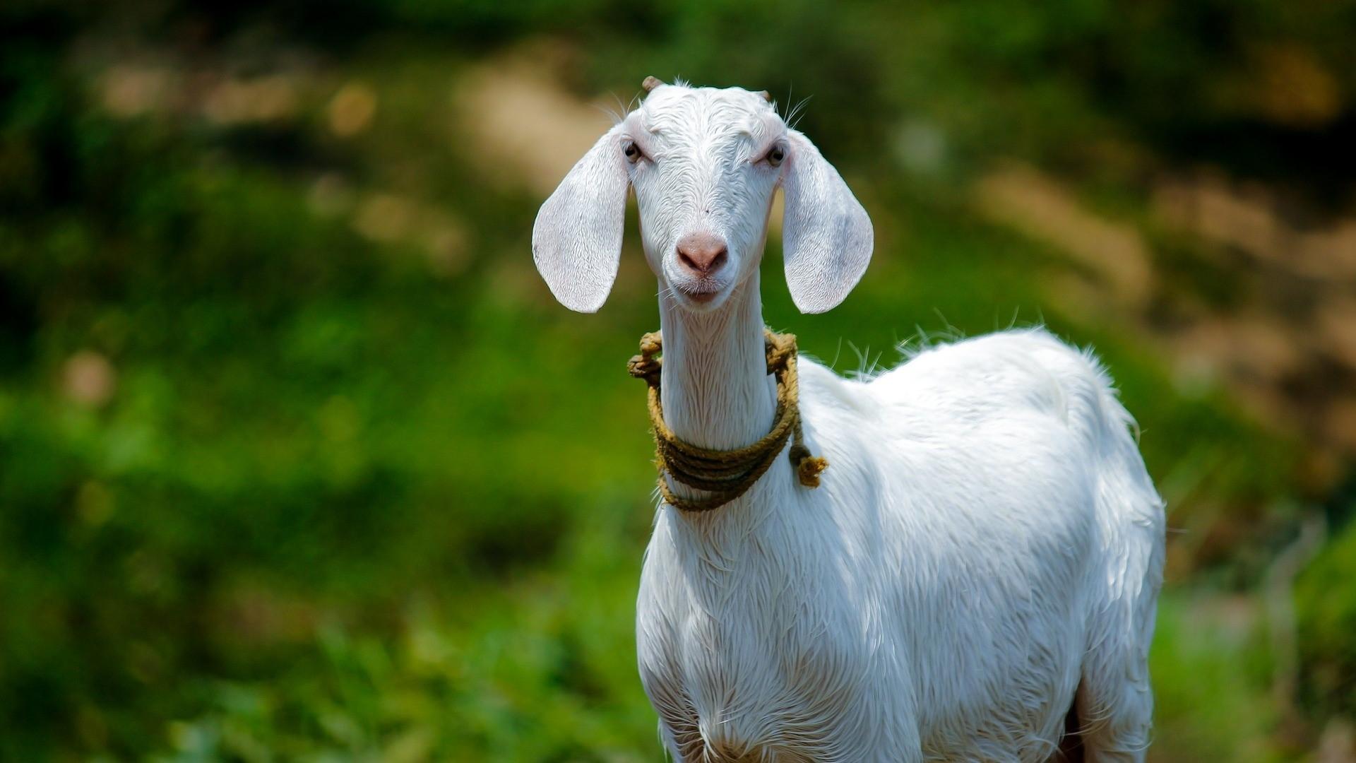 1920x1080 goat wallpaper, goat, goats, cow goat family, pasture, snout, goat antelope, livestock, grass, plant, wildlife