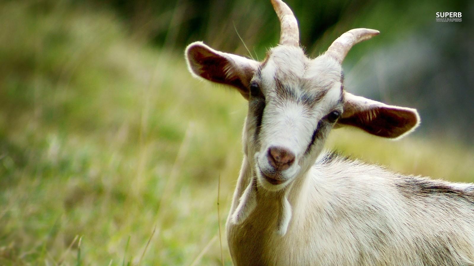 1600x900 Goat
