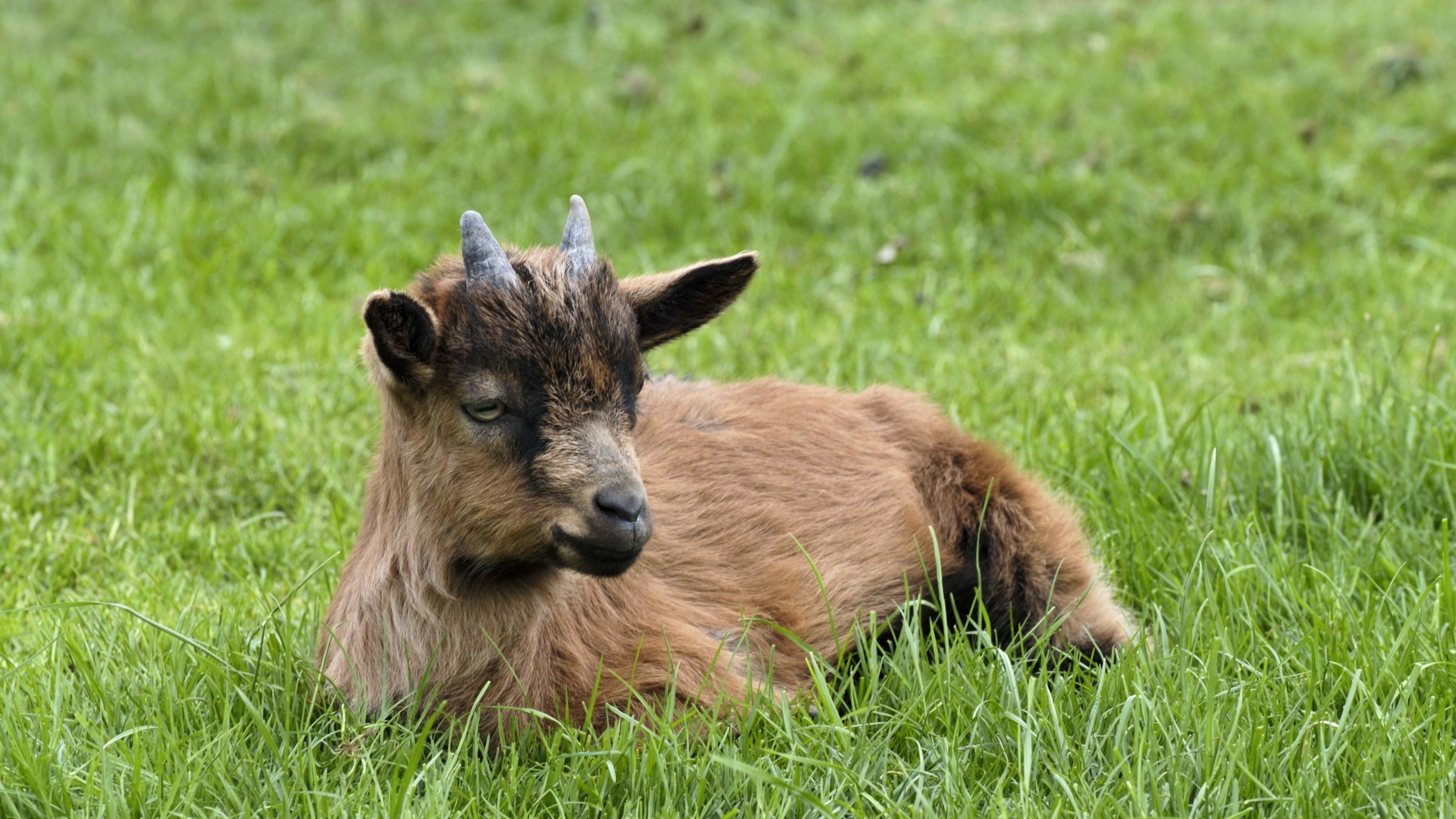3840x2160 goat HD wallpaper, Background