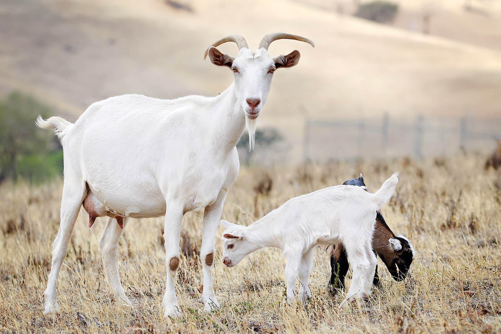1600x1067 Goat Photo