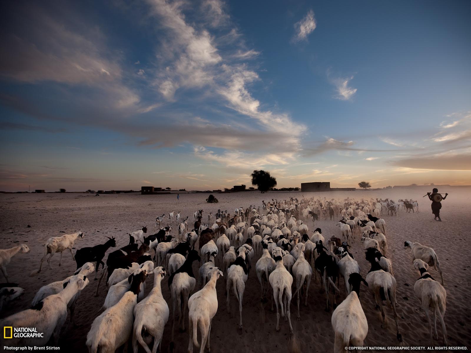 1600x1200 Sheep S And Goats In Timbuktu Wallpaper HD Separating Sheeps And Goats