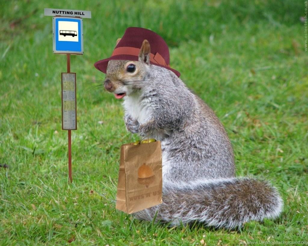 1024x819 Amazingly Cute Squirrel Wallpaper Garden Squirrel Handbag. Desktop Background
