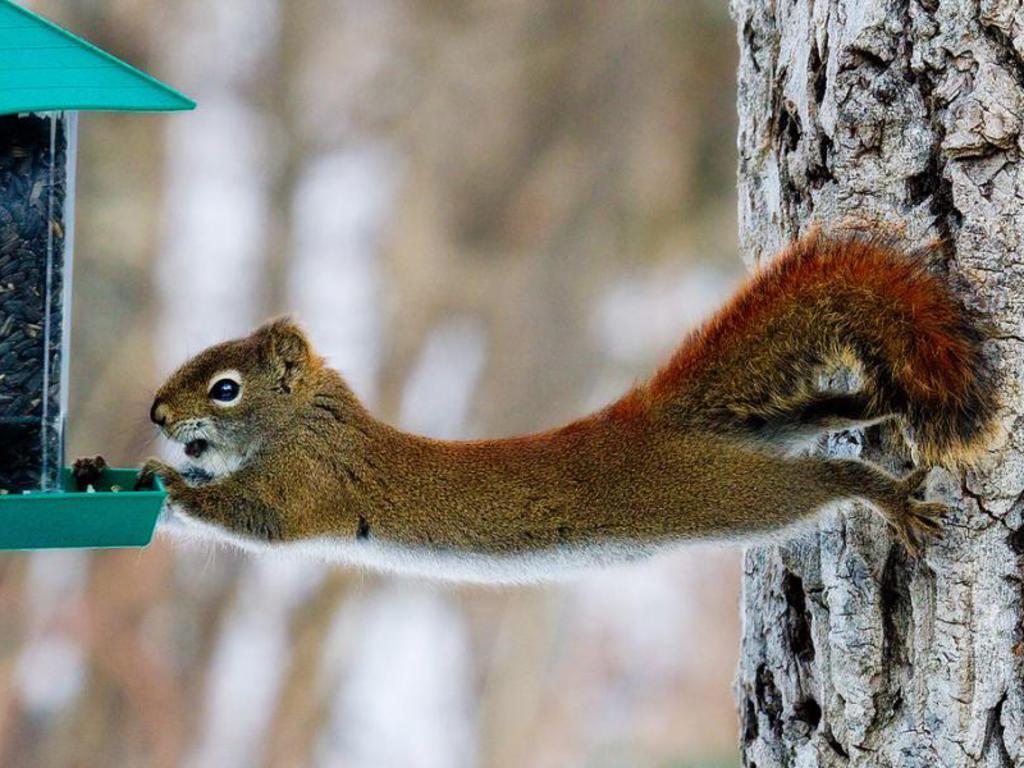 1024x768 Funny Squirrel wallpaperx768