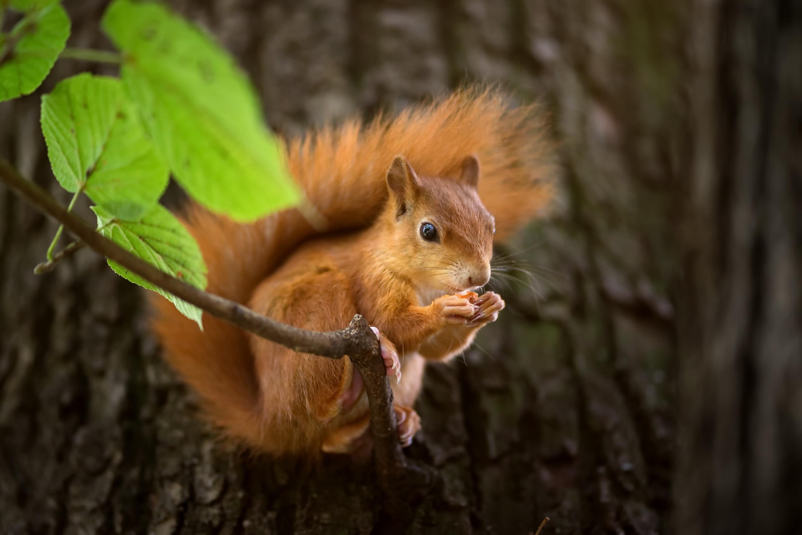 2560x1707 Cute Squirrel, HD Animals, 4k Wallpaper, Image, Background, Photo and Picture