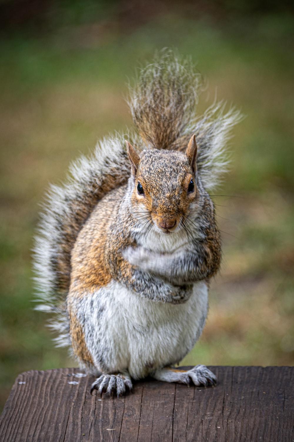 1000x1500 Squirrel Picture. Download Free Image