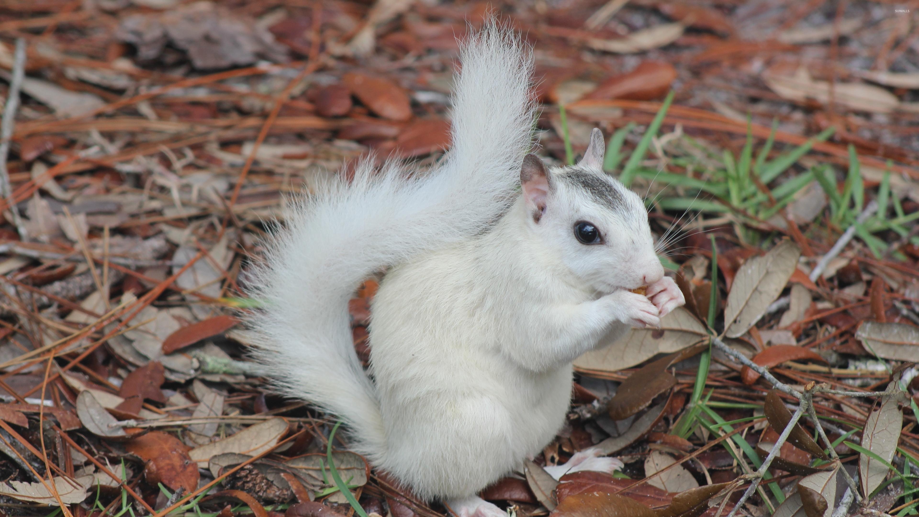3840x2160 White Squirrel HD