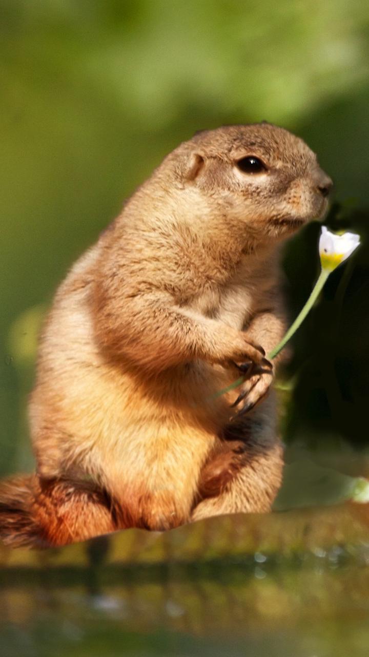 720x1280 Cute Squirrel Wallpaper