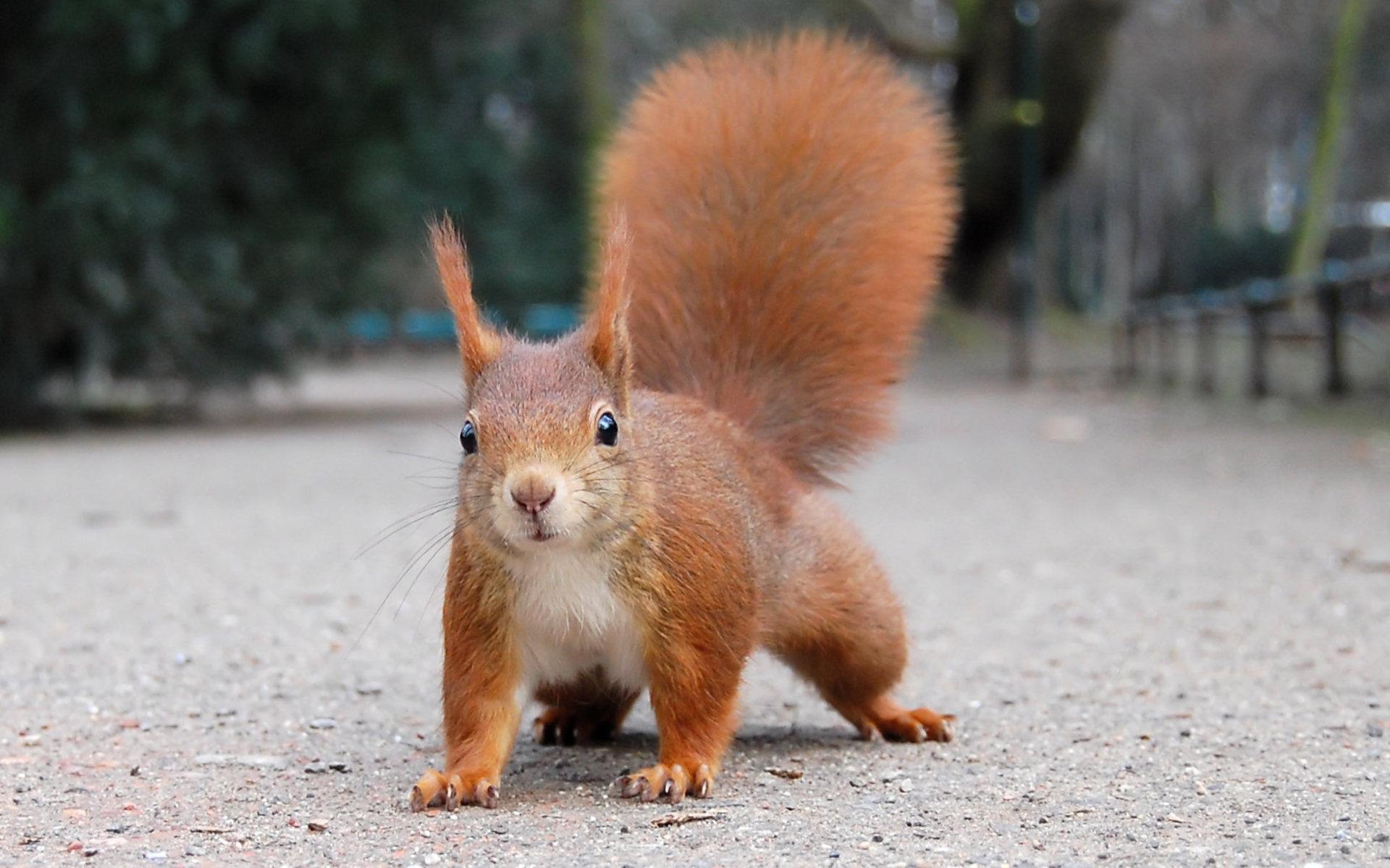 1920x1200 Free download Cute Squirrels Wallpaper Cute squirrel wallpaper [1920x1200] for your Desktop, Mobile & Tablet. Explore Cute Squirrel Wallpaper. Cute Squirrel Wallpaper, Squirrel Wallpaper, Squirrel Wallpaper