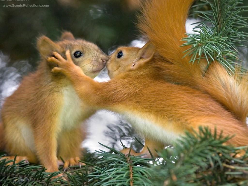 1024x768 Get a room!! Cute kissing squirrels
