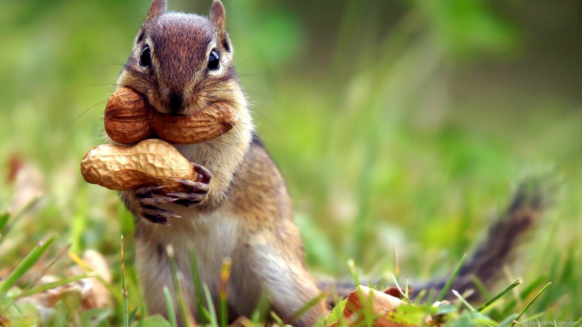 1920x1080 Squirrel Wallpaper, HD Squirrel Background