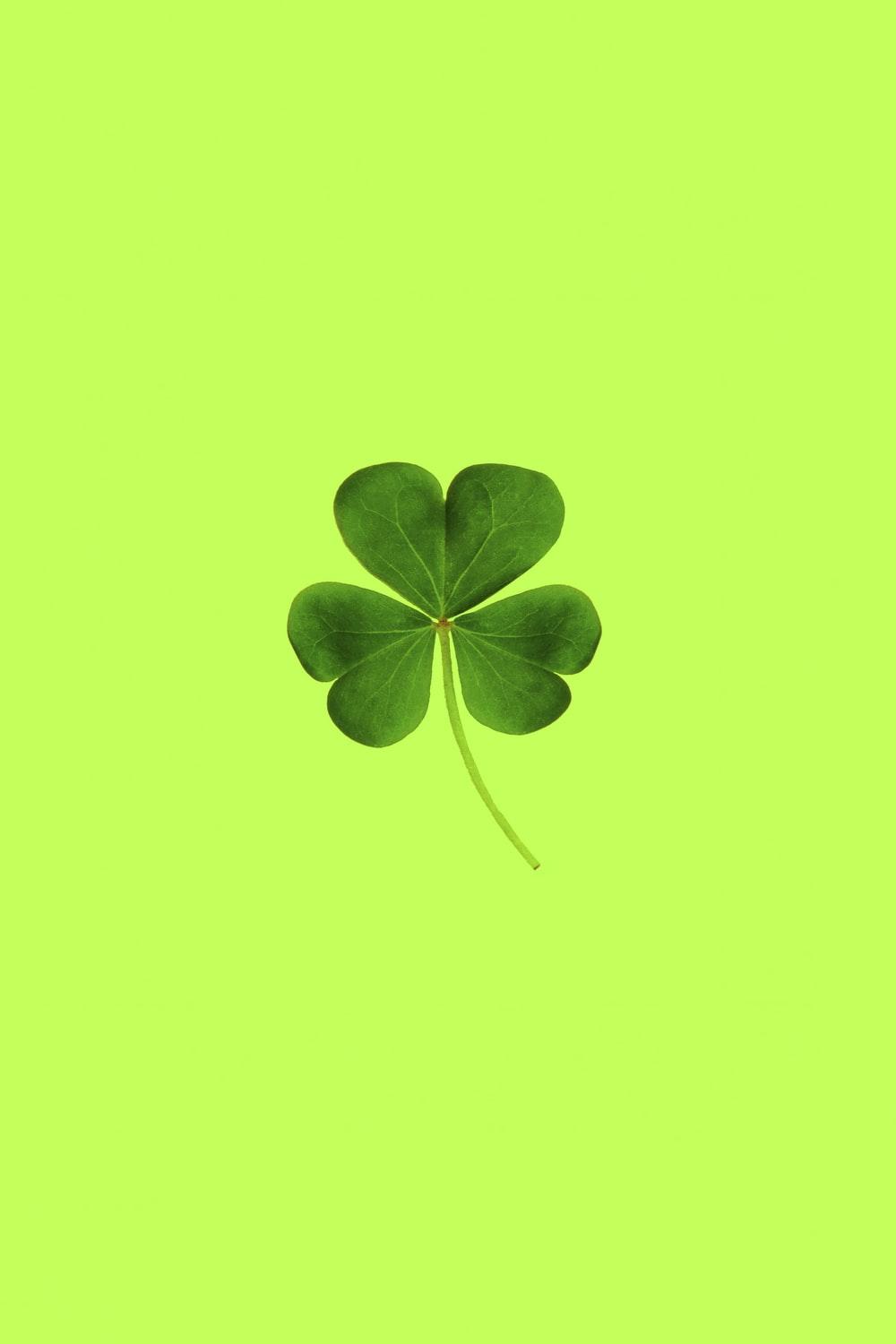 1000x1500 Clover Picture. Download Free Image