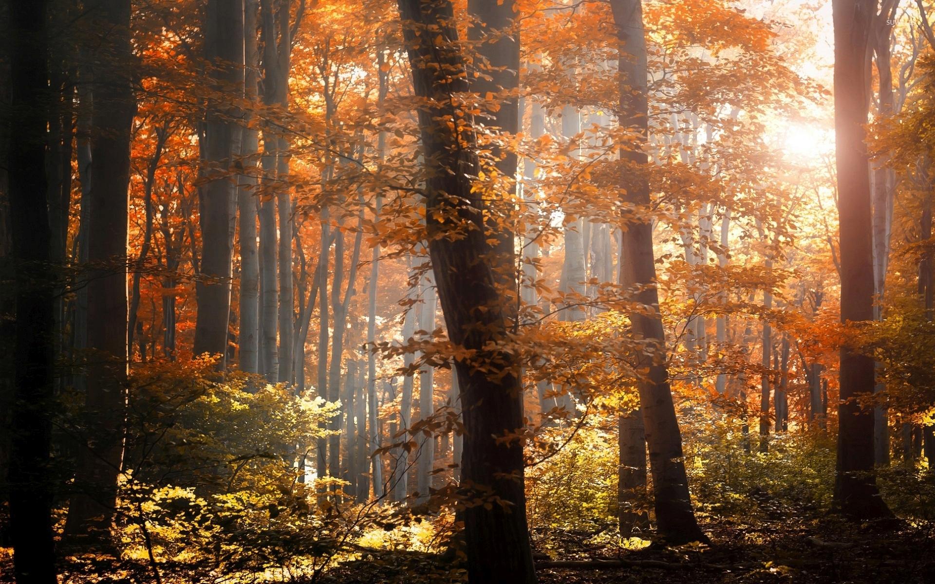 1920x1200 Free download Foggy autumn forest [3] wallpaper Nature wallpaper 35934 [1920x1200] for your Desktop, Mobile & Tablet. Explore Autumn Forest Wallpaper. Autumn Forest Wallpaper, Autumn Forest Wallpaper, Autumn Forest Desktop Wallpaper