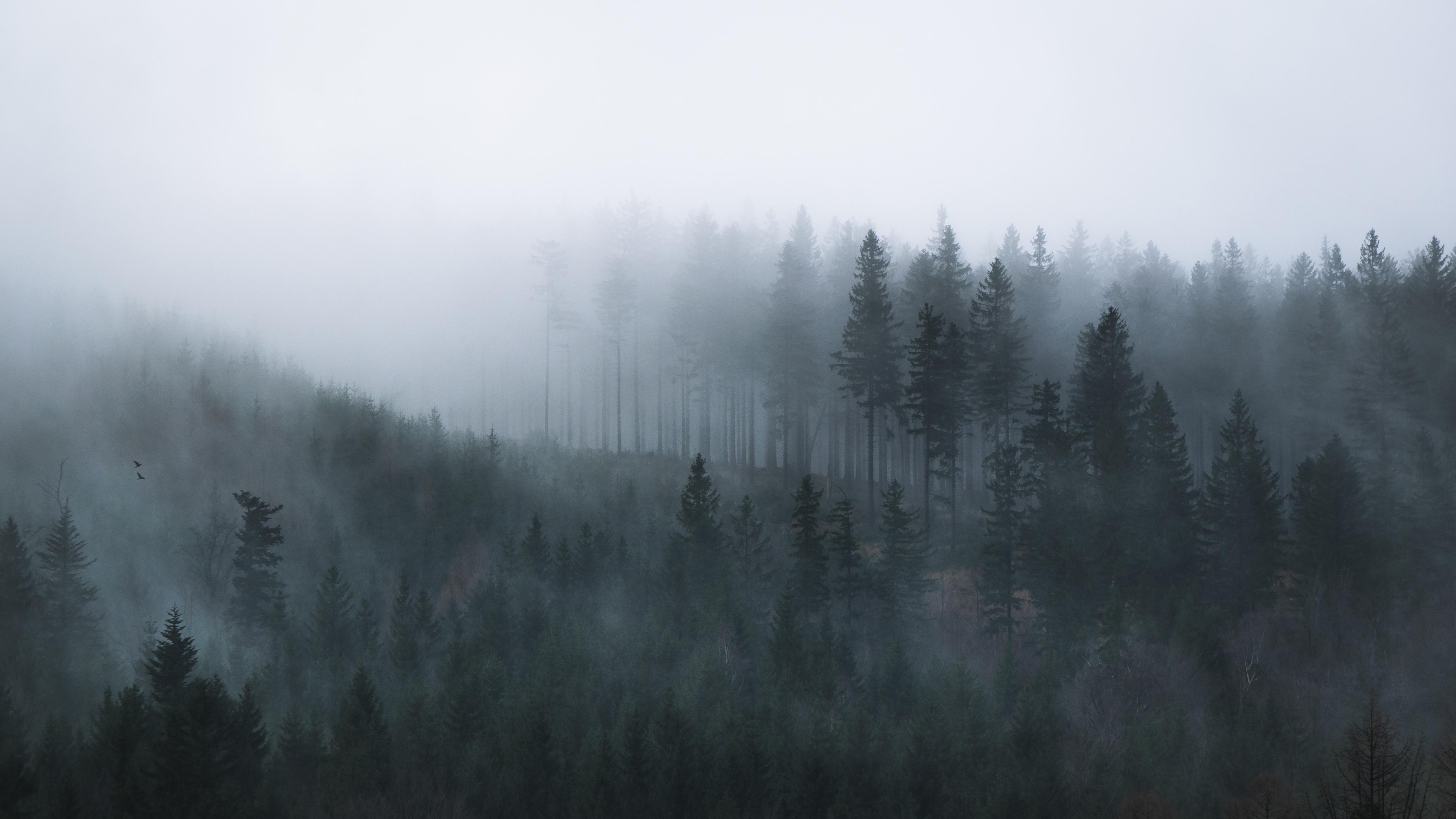 Foggy Morning Wallpapers - Top Free Foggy Morning Backgrounds ...