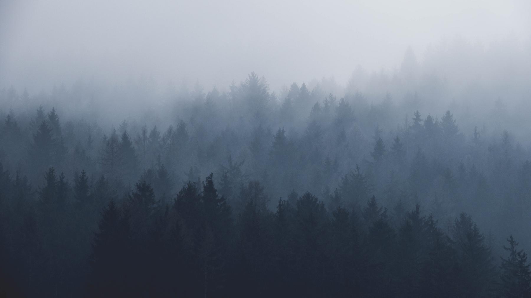 Foggy Woods Wallpapers - Top Free Foggy Woods Backgrounds - WallpaperAccess