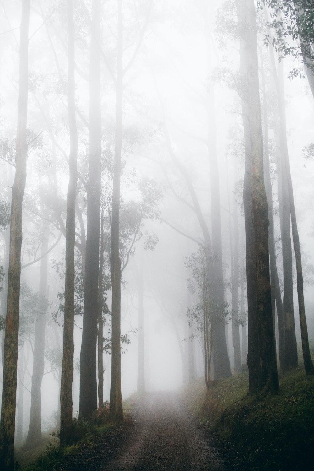 1000x1500 Foggy Forest Picture [Stunning!]. Download Free Image