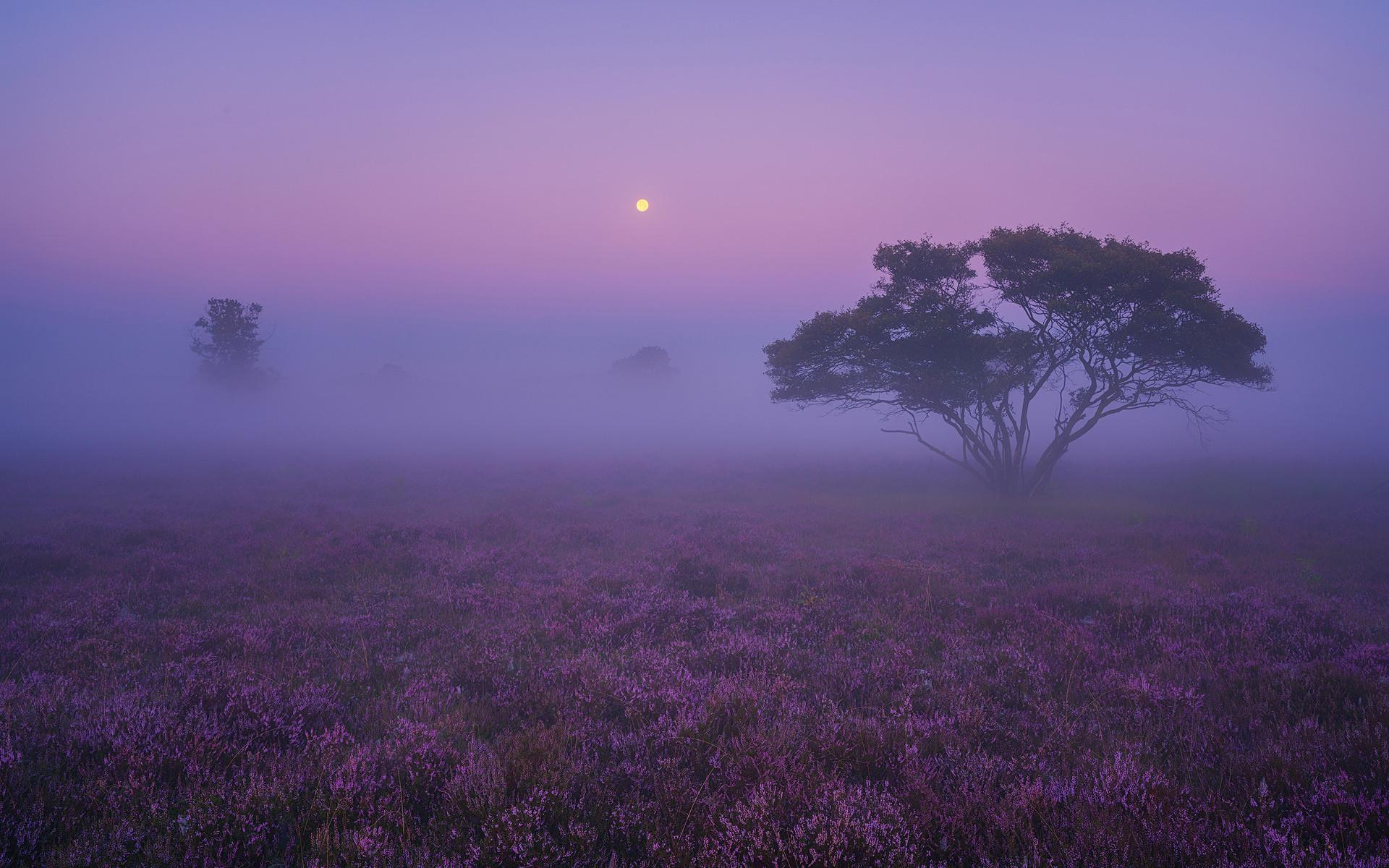 Foggy Morning Wallpapers - Top Free Foggy Morning Backgrounds