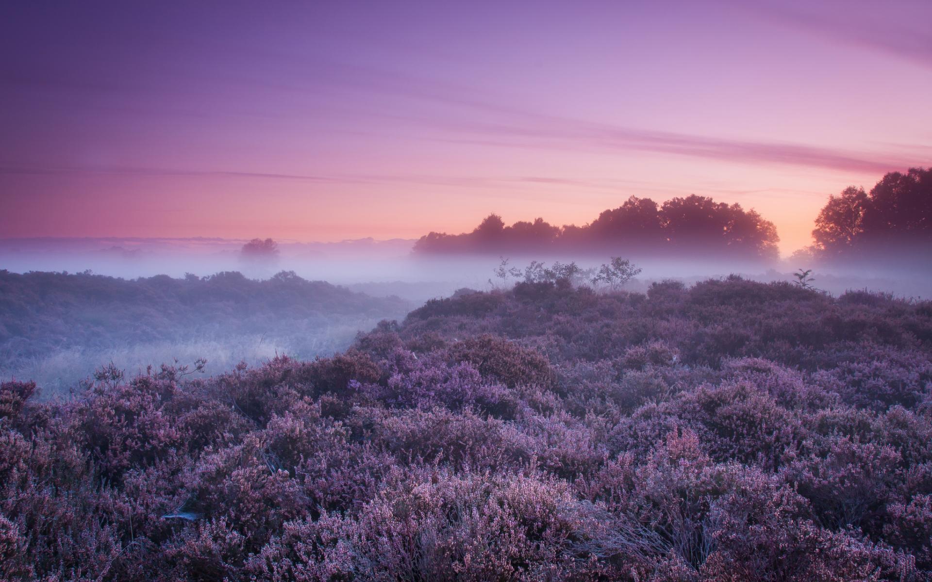 1920x1200 Purple Foggy Autumn wallpaper. Purple Foggy Autumn