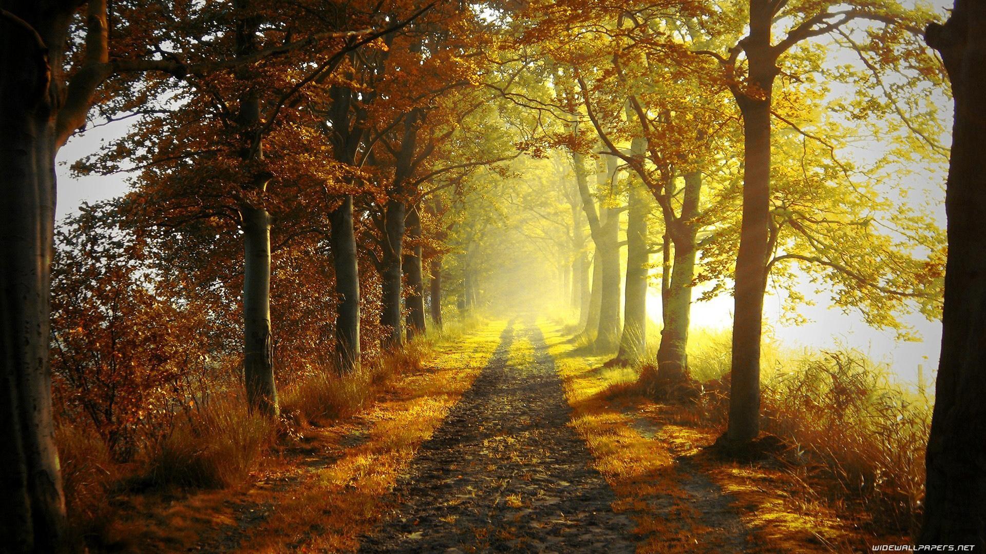 1920x1080 Foggy Autumn