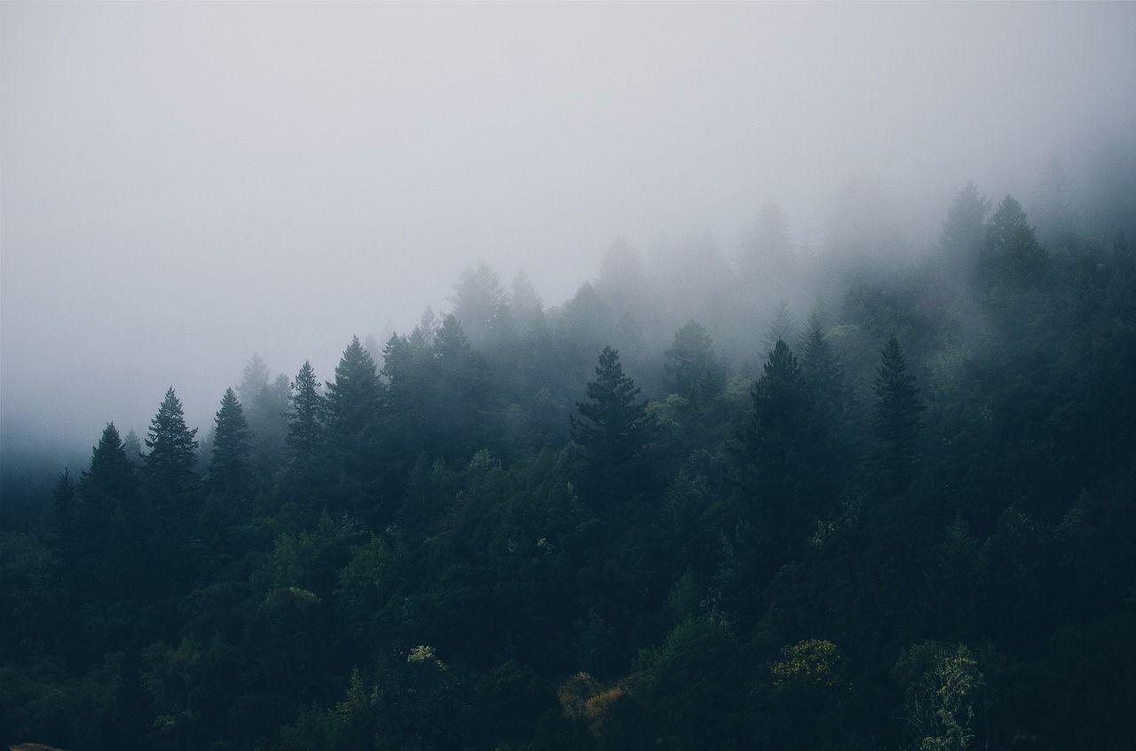 1280x847 Free Image Fog Forest Mist Foggy. Forest wallpaper Misty forest Foggy forest