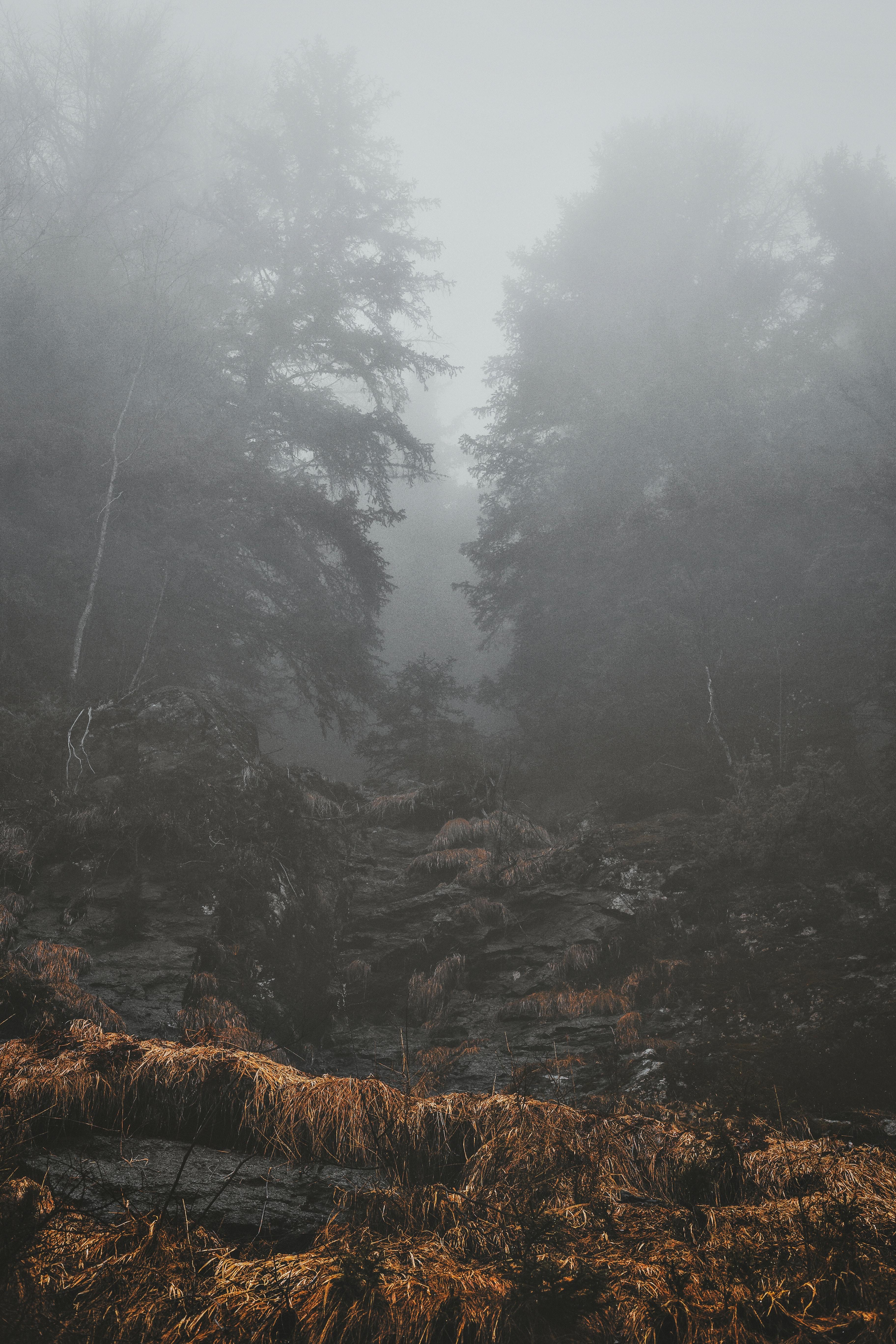 3648x5472 Trees during Foggy Morning · Free