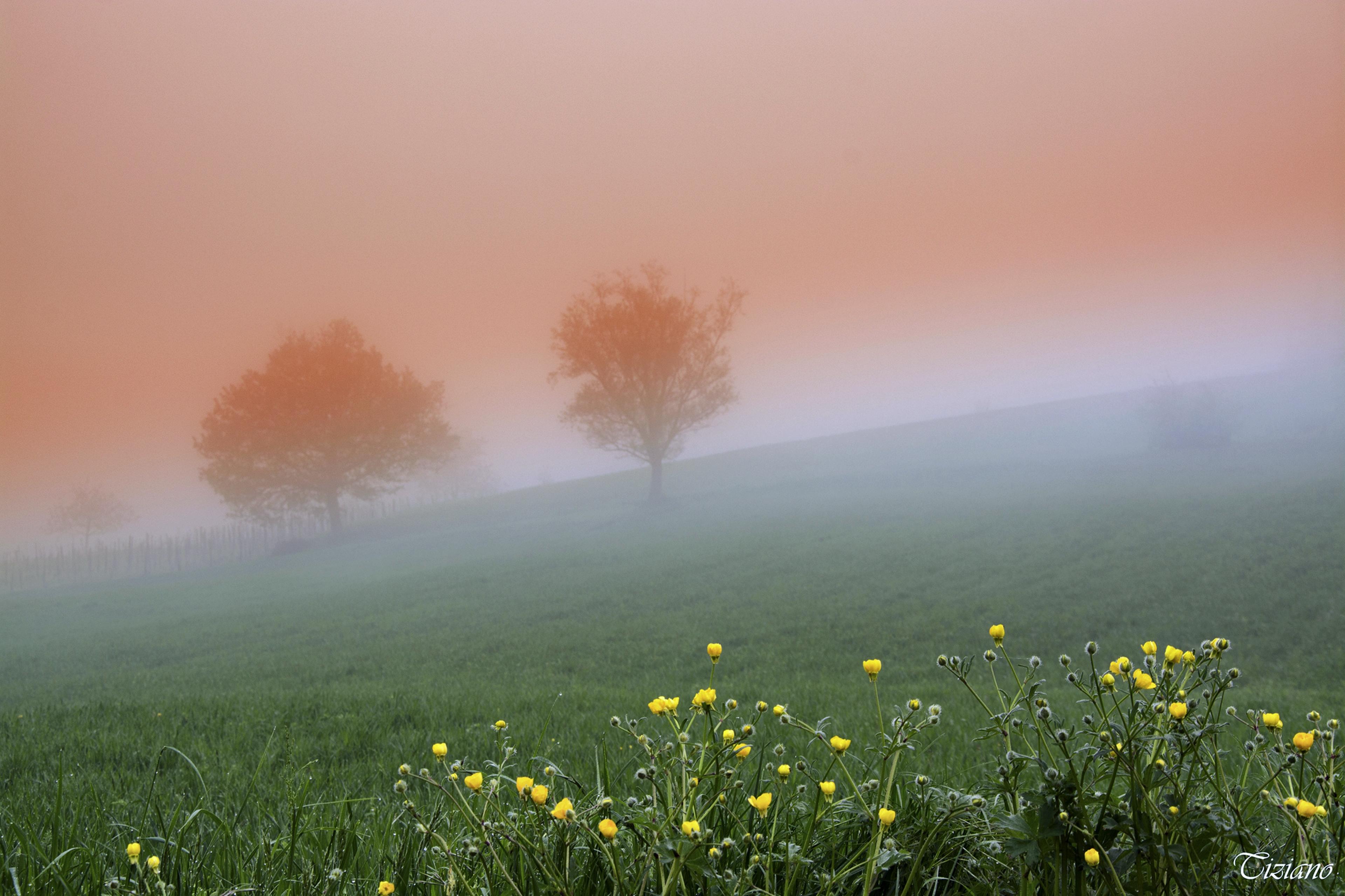 3840x2559 Spring Nature Landscape Fog Tree Wallpaper:3840x2559