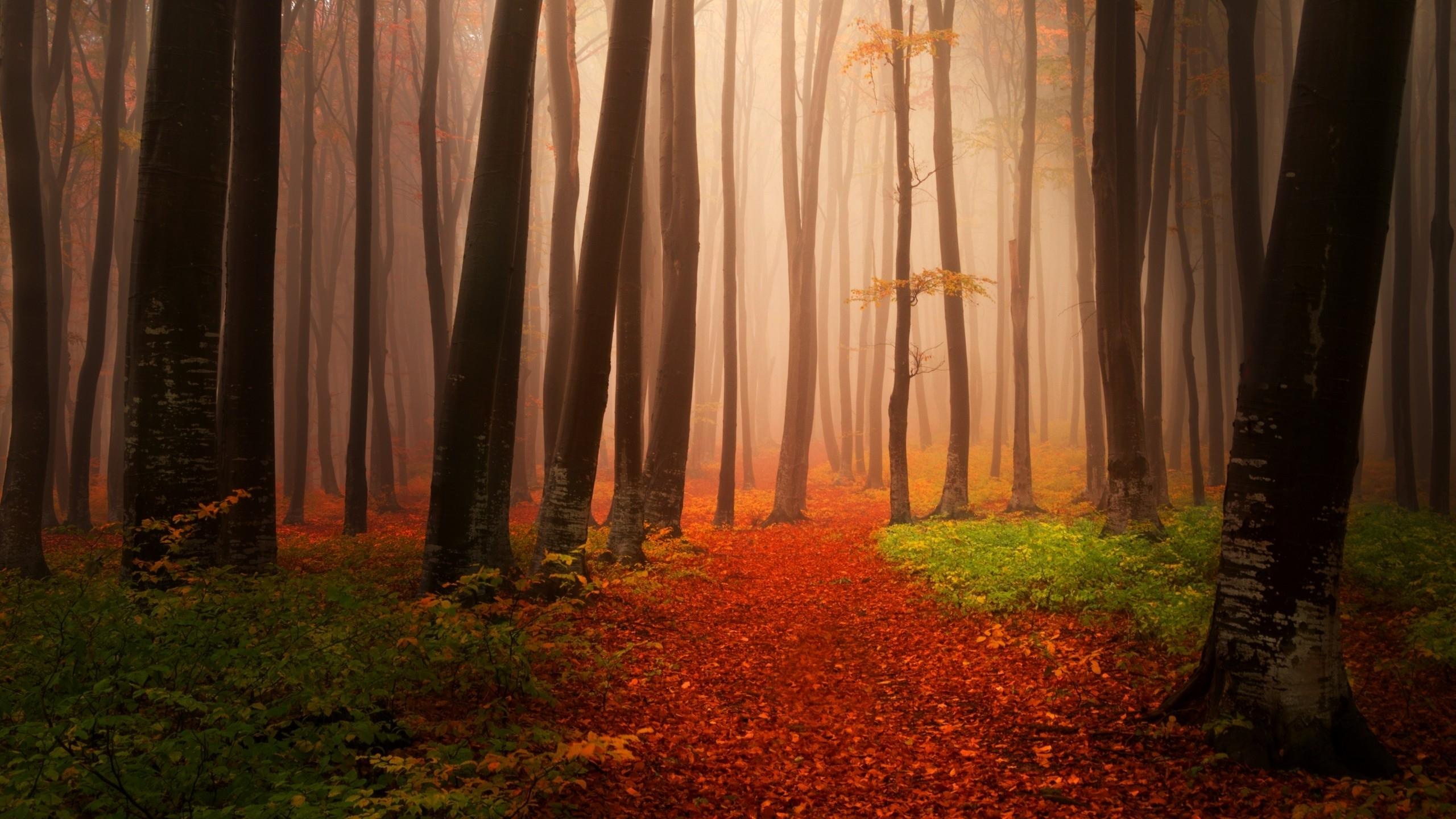 2560x1440 #Autumn, #Foggy, #Misty, #Forest. Mocah HD Wallpaper