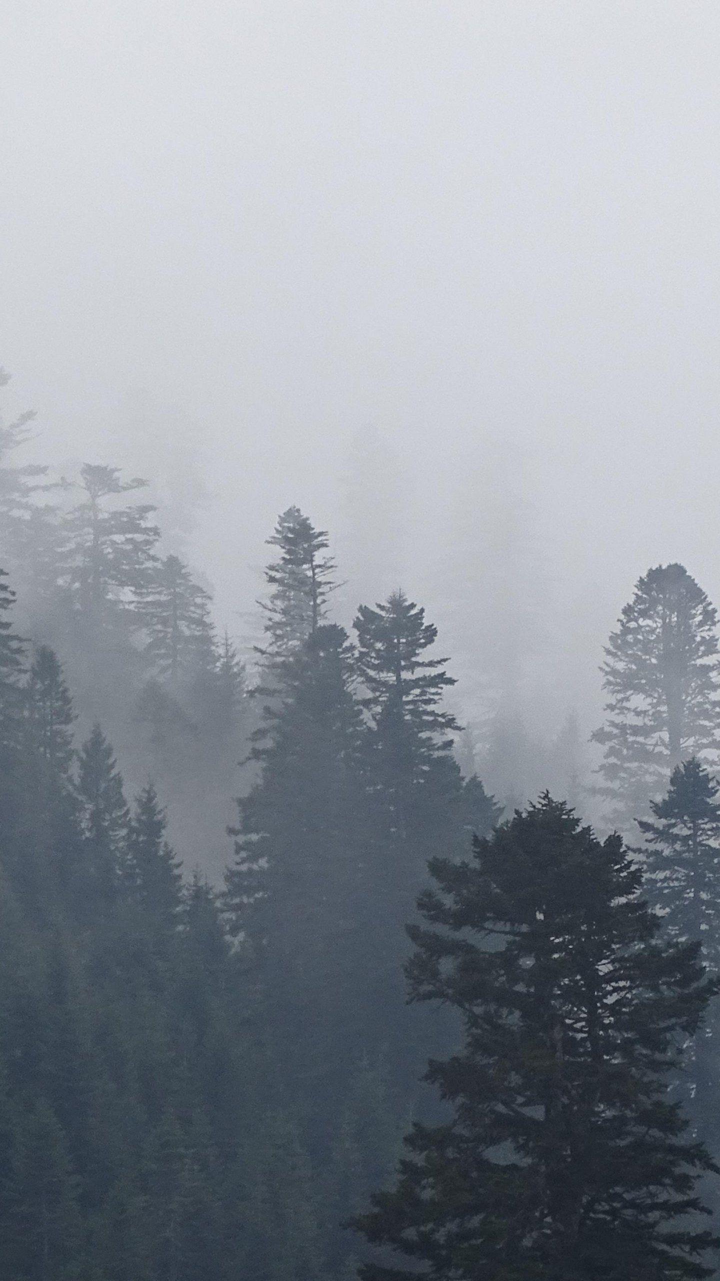 1440x2560 Foggy Trees Wallpaper, HD Foggy Trees Background