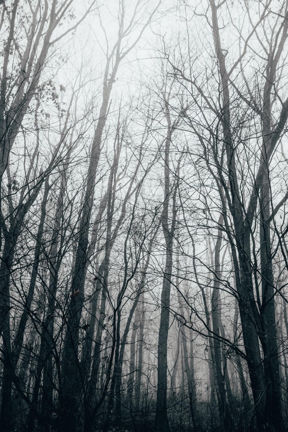 1000x1500 Misty Woods Picture. Download Free Image